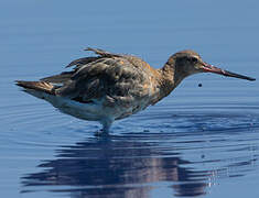 Black-tailed Godwit