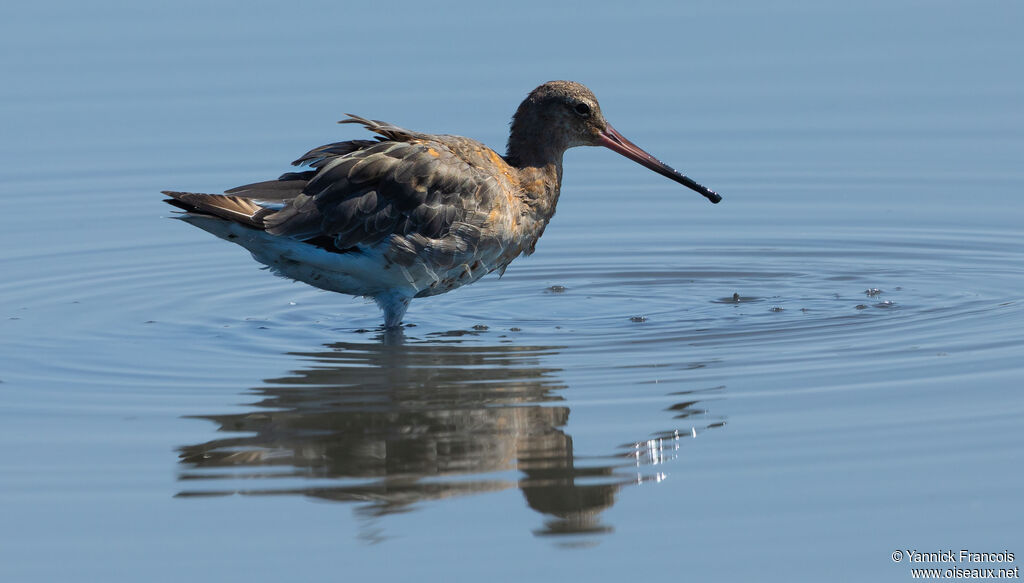 Black-tailed Godwitadult post breeding, identification, aspect