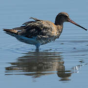 Black-tailed Godwit