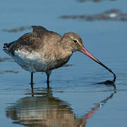 Black-tailed Godwit