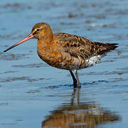 Black-tailed Godwit