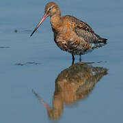 Black-tailed Godwit