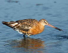Black-tailed Godwit