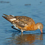 Black-tailed Godwit
