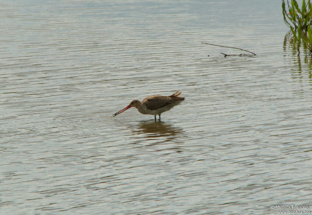 Black-tailed Godwit, fishing/hunting