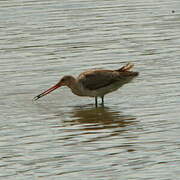 Black-tailed Godwit