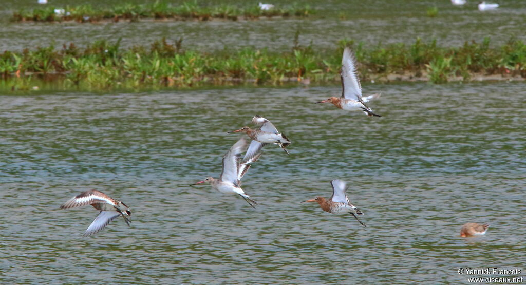 Black-tailed Godwitadult, aspect, Flight