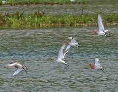 Black-tailed Godwit