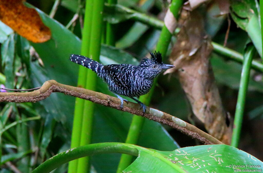 Batara rayé mâle adulte, habitat