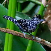 Barred Antshrike