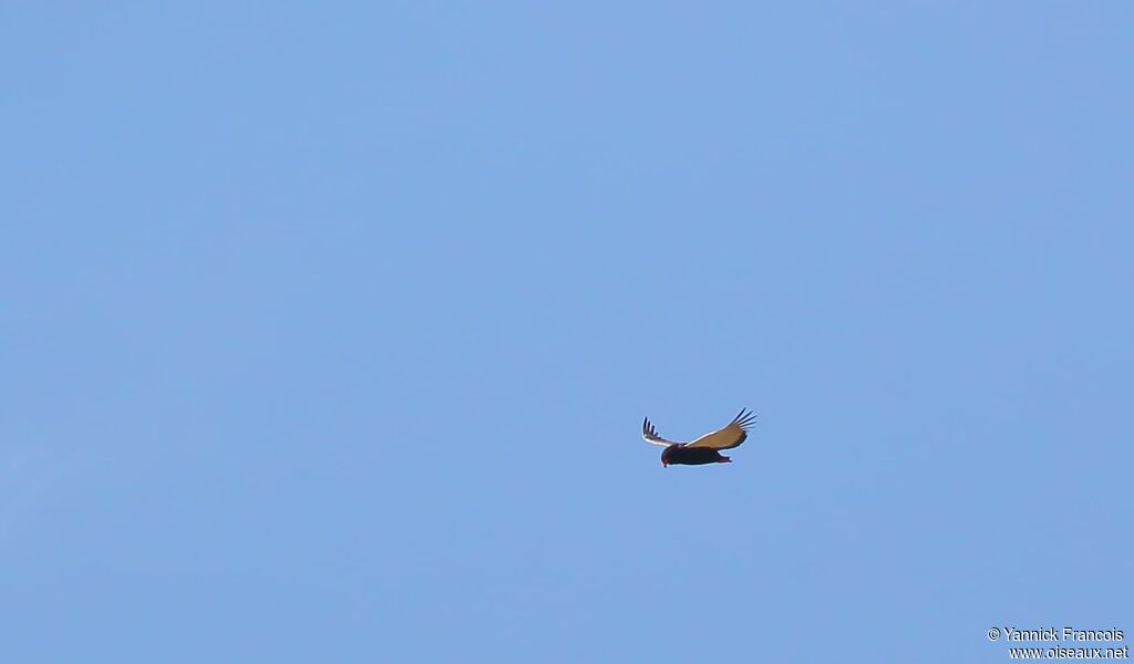 Bateleur des savanes femelle adulte, composition, Vol