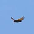 Bateleur des savanes