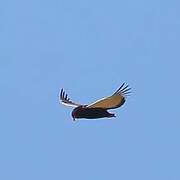 Bateleur