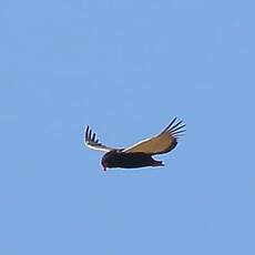 Bateleur des savanes