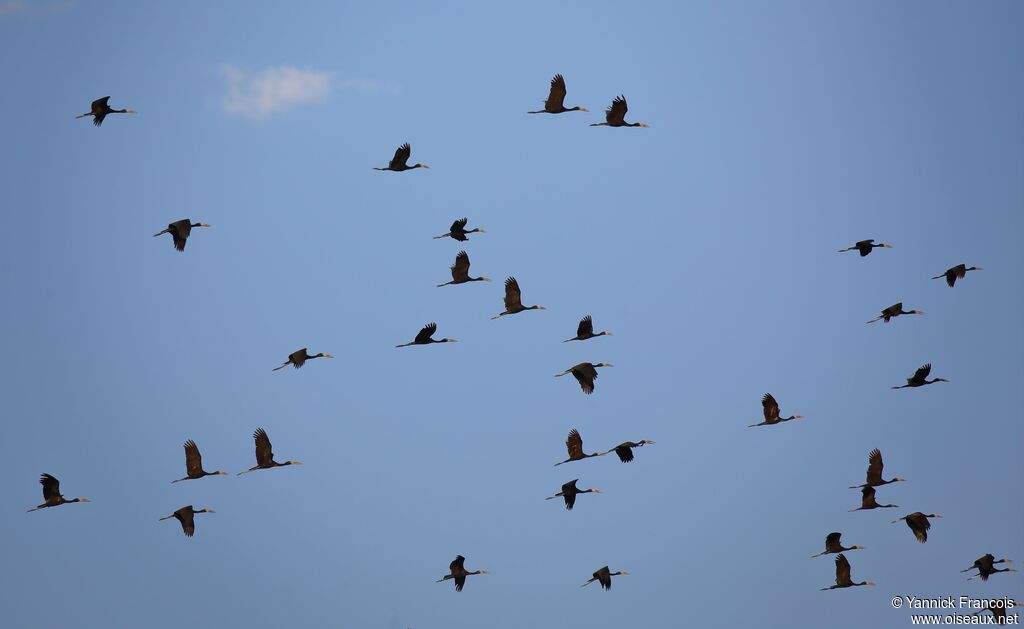 African Openbill, aspect, Flight