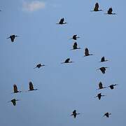 African Openbill