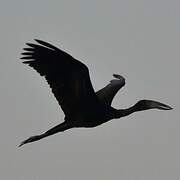 African Openbill