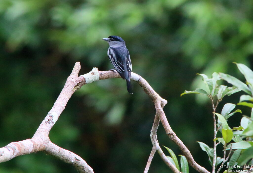 Bécarde à calotte noire mâle adulte, habitat