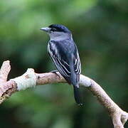 Black-capped Becard