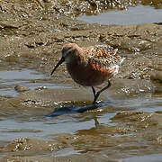 Curlew Sandpiper