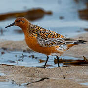 Red Knot