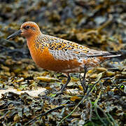 Red Knot