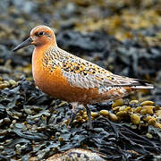 Red Knot