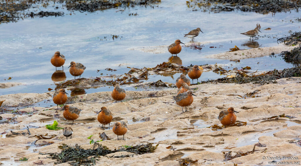 Red Knot, habitat, aspect