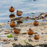 Red Knot
