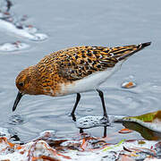 Sanderling