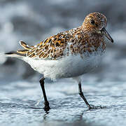 Sanderling