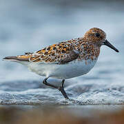 Sanderling