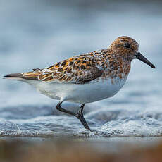 Bécasseau sanderling
