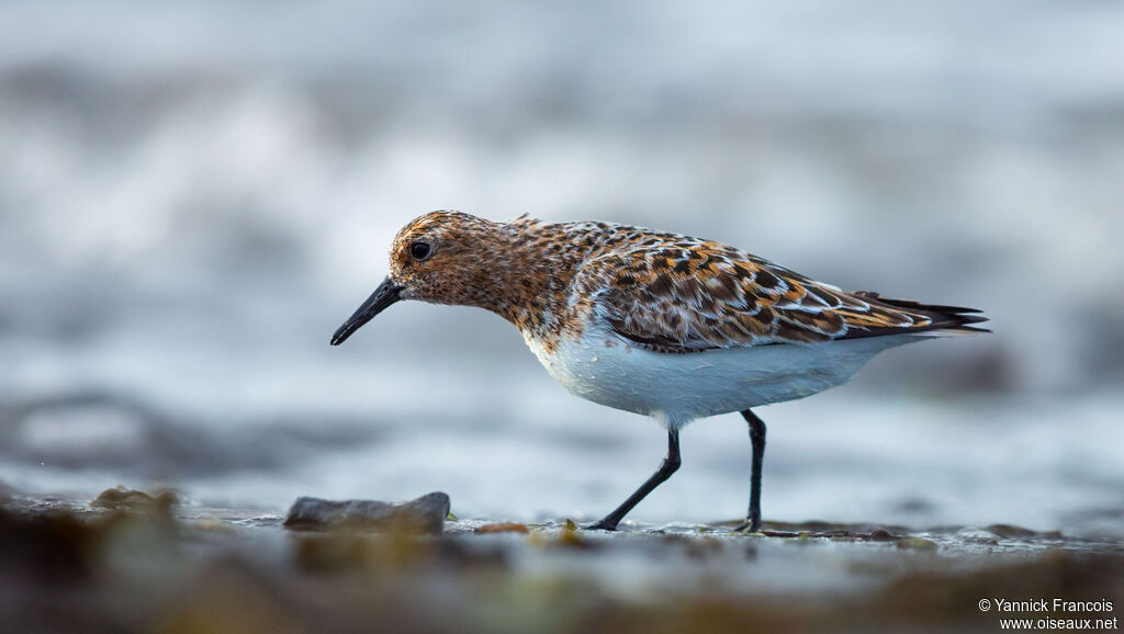 Sanderlingadult breeding, identification, aspect