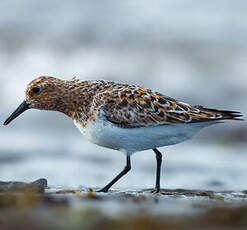 Bécasseau sanderling