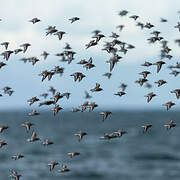 Sanderling
