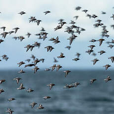 Bécasseau sanderling