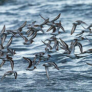 Sanderling
