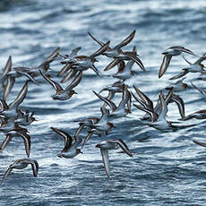 Bécasseau sanderling