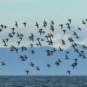 Sanderling