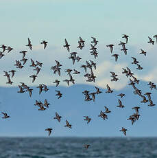 Bécasseau sanderling