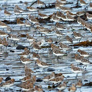 Bécasseau sanderling