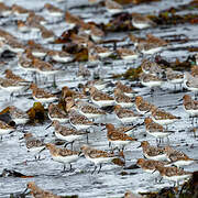 Bécasseau sanderling