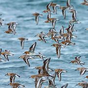 Bécasseau sanderling