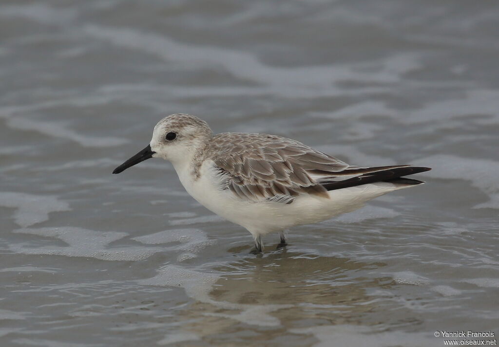 Sanderlingadult post breeding, identification, aspect