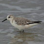 Sanderling