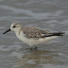 Bécasseau sanderling