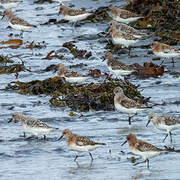 Bécasseau sanderling