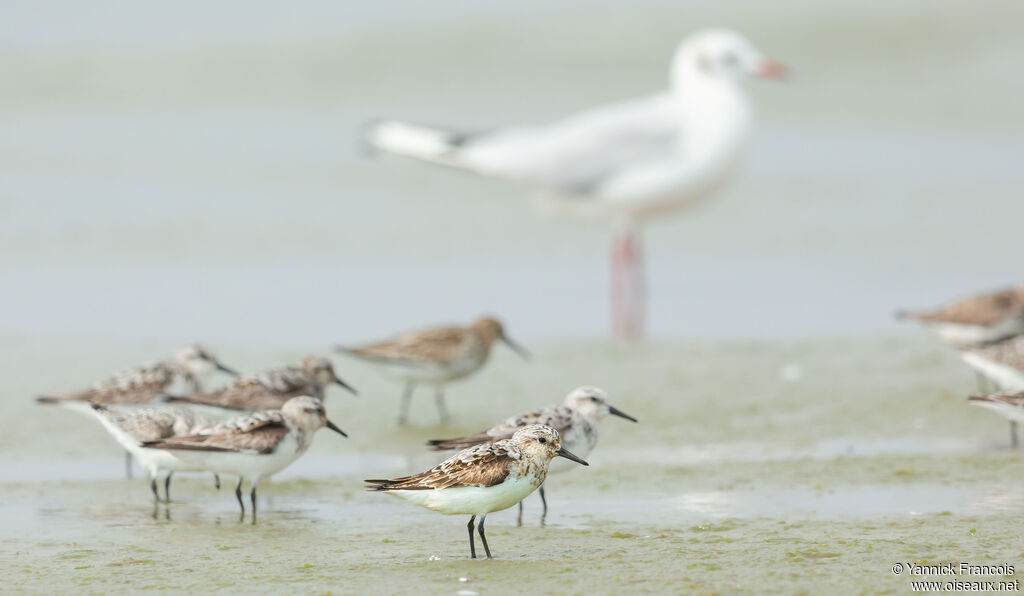 Bécasseau sanderling, habitat, composition