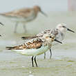 Bécasseau sanderling